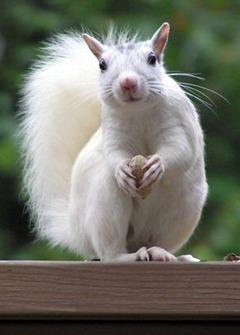 WhiteSquirrel
